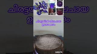 ശംഖുപുഷ്പത്തിന്റെ ചായ ചിരട്ടയിൽ ഉണ്ടാക്കാം butterfly pea malayalam blue tea herbaltea [upl. by Teage]