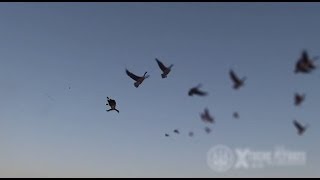 Hunting Canada Goose  Xtreme Flyways [upl. by Divadnahtanoj]