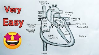 Human Heart Diagram Drawing With Labelled  Medical Education  Heart Drawing Easy [upl. by Downes]