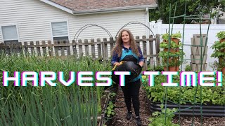 FINALLY Our FIRST Garden Harvest Of The Season Gardening With Caitlin [upl. by Hadlee]