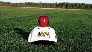 Why Sod Growers Use Black Beauty  TurfType Tall Fescue Grass Seed  By JG [upl. by Rainah525]