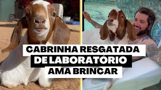 Cabrinha resgatada cega tem muitas descobertas em sua nova vida [upl. by Kantor296]