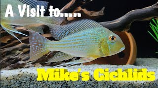 A Visit To    MIKES CICHLIDS Geophagus and more [upl. by Steffane]