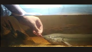 Feeding My African Lungfish Protopterus annectens  quotThe Swamp Thingquot [upl. by Hyde133]