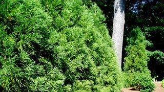 Yoshino Japanese Cryptomeria  Cryptomeria japonica Yoshino  Evergreen Screening Tree [upl. by Donell]