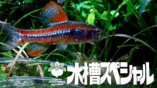 水草水槽の奥地に幻の小型熱帯魚は実在した！（水曜ｽﾍﾟｼｬﾙ ｱｸｱﾘｳﾑ 熱帯魚） [upl. by Oiramrej]