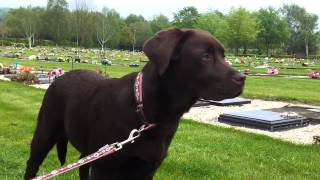 Chocolate Labrador Puppy crying at the graveyard [upl. by Reseta307]