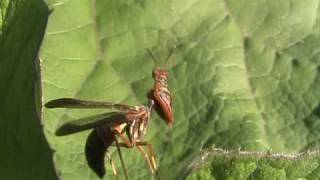 Brown Mantidfly Mantispidae Climaciella on Leaf [upl. by Parrisch484]