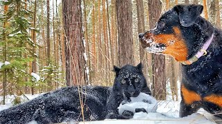 Luna Venza and a bald eagle walk through the forest part 2 ENG SUB [upl. by Urania]