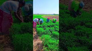 tamil songVivasayi Magal❤️Tenkasiagriculture🌱 [upl. by Kaz375]