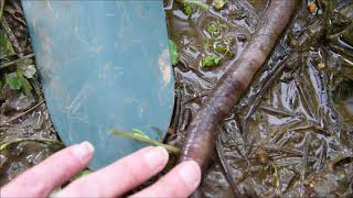 Giant Gippsland Earthworm flooded out of its burrow [upl. by Rora]