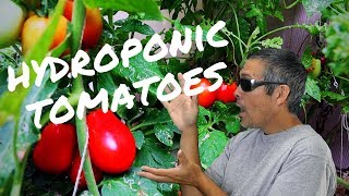 Hydroponic tomatoes  Easy DIY Hydroponics [upl. by Elimaj]