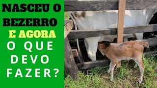 VEJA QUAIS SÃO OS CUIDADOS COM OS BEZERROS AO NASCER [upl. by Viquelia343]