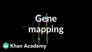 Gene mapping  Biomolecules  MCAT  Khan Academy [upl. by Tien227]