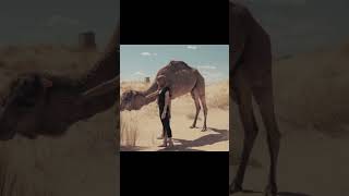 Camel desert dromedary animals youtubeshorts [upl. by Tryck]