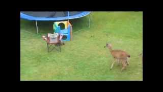 Otter Plays With Baby Deer [upl. by Llarret]