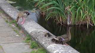 Mallard family and intrusive Egyptian Goose [upl. by Nalo853]