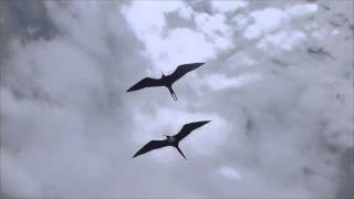 Flight With Frigate Birds [upl. by Rouvin]