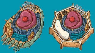 ¿Cuál es la diferencia entre CÉLULA ANIMAL y VEGETAL [upl. by Stedman]