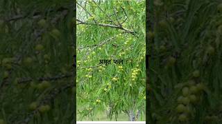 Gooseberry ke fayde आवला गुणों की ख़ान है youtubeshorts yt viralvideo shorts trending health [upl. by Berns]