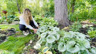 Trimming Brunnera Fixing amp Splitting Hakonechloa All Gold Grass Planting Impatiens Max Outside🐱 [upl. by Ahsaeit54]