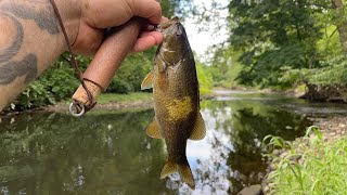 This TINY CREEK behind my house is LOADED with fish [upl. by Rector]