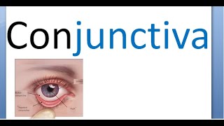 ANATOMY OF CONJUNCTIVA made easy  ophthalmology anatomy I [upl. by Nauaj]