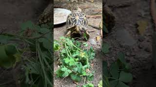 Tortoise food  Weeds  Day 6 of 30 different food in 30 days  Indian Star Tortoise [upl. by Asetal815]