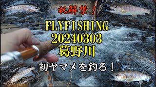 FLYFISHING 20240303 葛野川 祝解禁！【初ヤマメを釣る！】 [upl. by Jobi49]