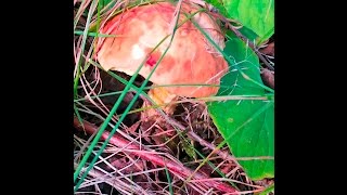 The Bolete Blues Testing Bolete Mushrooms for Edibility [upl. by Kera]