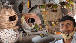 Gouldian Finch Successful Breeding Method Tips  Attractive Beautiful Colorful Small Birds farm [upl. by Owen]