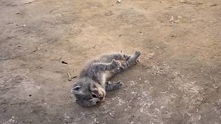 A kitten collapsed body stiff from respiratory failure A passerby performed CPR and revived him❤️ [upl. by Neenaej]