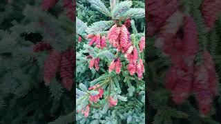 Blue Spruce PlantgardeningLitha’s Passion World [upl. by Elwira481]