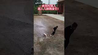 A mad dog bites a passerby who kicks it to death Animals Animals confusing behavior Dogs Dogs [upl. by Kosse]