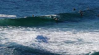 Wollongong Beach surf 7Feb2021 can you see the Shark [upl. by Tedmann]