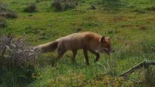 Wildtierschützer Johann spricht über die wahren Gründe der Fuchsjagd [upl. by Grizel]