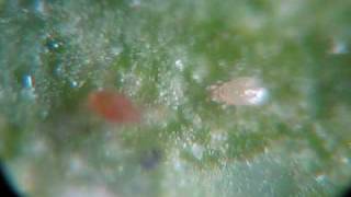 killer  predator mites vs spider mites under the microscope [upl. by Enoj]