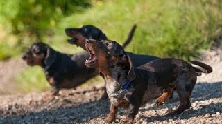 DACHSHUND BARKING  DACHSHUND HOWLING AND BARKING COMPILATION 2016 [upl. by Bannon]