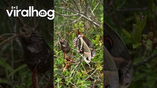 NewlyHatched Cecropia Moth  ViralHog [upl. by Lachance301]