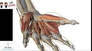 Anatomía Musculos Mano  Origen Inserción Inervación y Función [upl. by Perl]