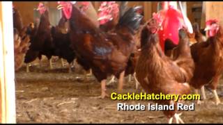 Rhode Island Red Chicken Breed Breeder Flock  Cackle Hatchery [upl. by Lennad807]