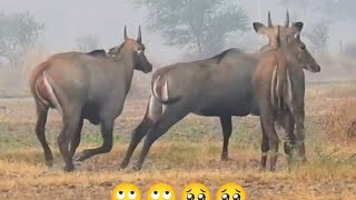 Nilgai excited to fight nilgaiherd nilgaiherdindia [upl. by Ramberg]