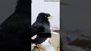 Birds imitating cat sounds [upl. by Cyndia949]