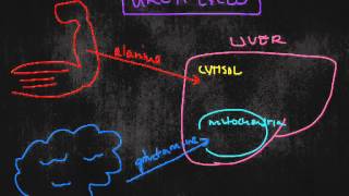 Urea Cycle JMP [upl. by Nuahsyd]