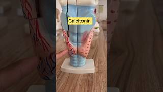 Parathyroid hormone amp Calcitonin short draqilshah viralvideos doctor viral shortsvideo youtube [upl. by Adda]