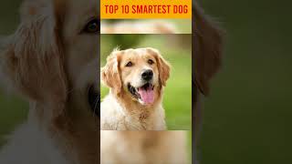 top 10 smartest dog in the world shorts dog facts top10 [upl. by Nerty]