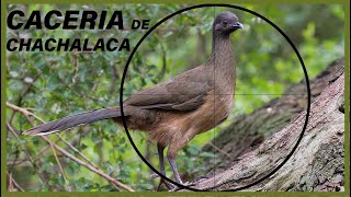 CACERIA DE CHACHALACA 2021  RANCHO EL FAISAN [upl. by Ademla]