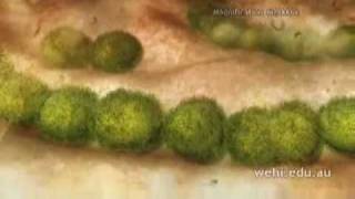 quotImmunequot Documentary  Part 6  B Cells amp Antibody Release [upl. by Orecul212]