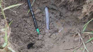 Giant Gippsland Earthworm moving within its underground burrow [upl. by Atena859]