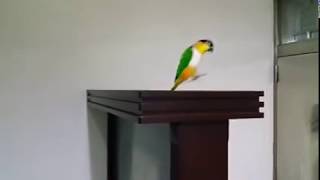 Caique parrot jumping [upl. by Anirroc]